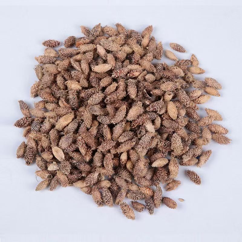 苍耳晒干苍耳子材正宗天然带刺新货成熟无刺头毛苍子干货