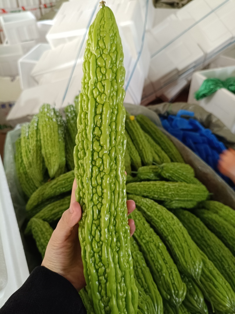 苦瓜寿光精品苦瓜对接各级市场商超电商各平台