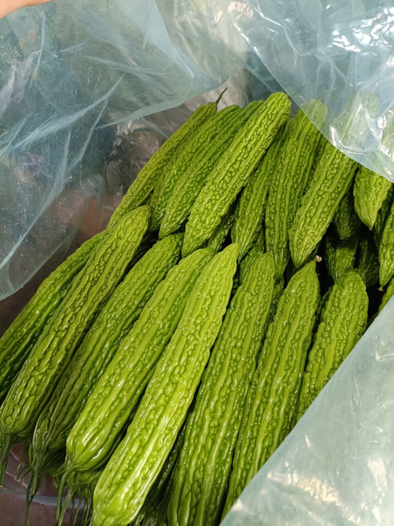 苦瓜寿光精品苦瓜对接各级市场商超电商各平台