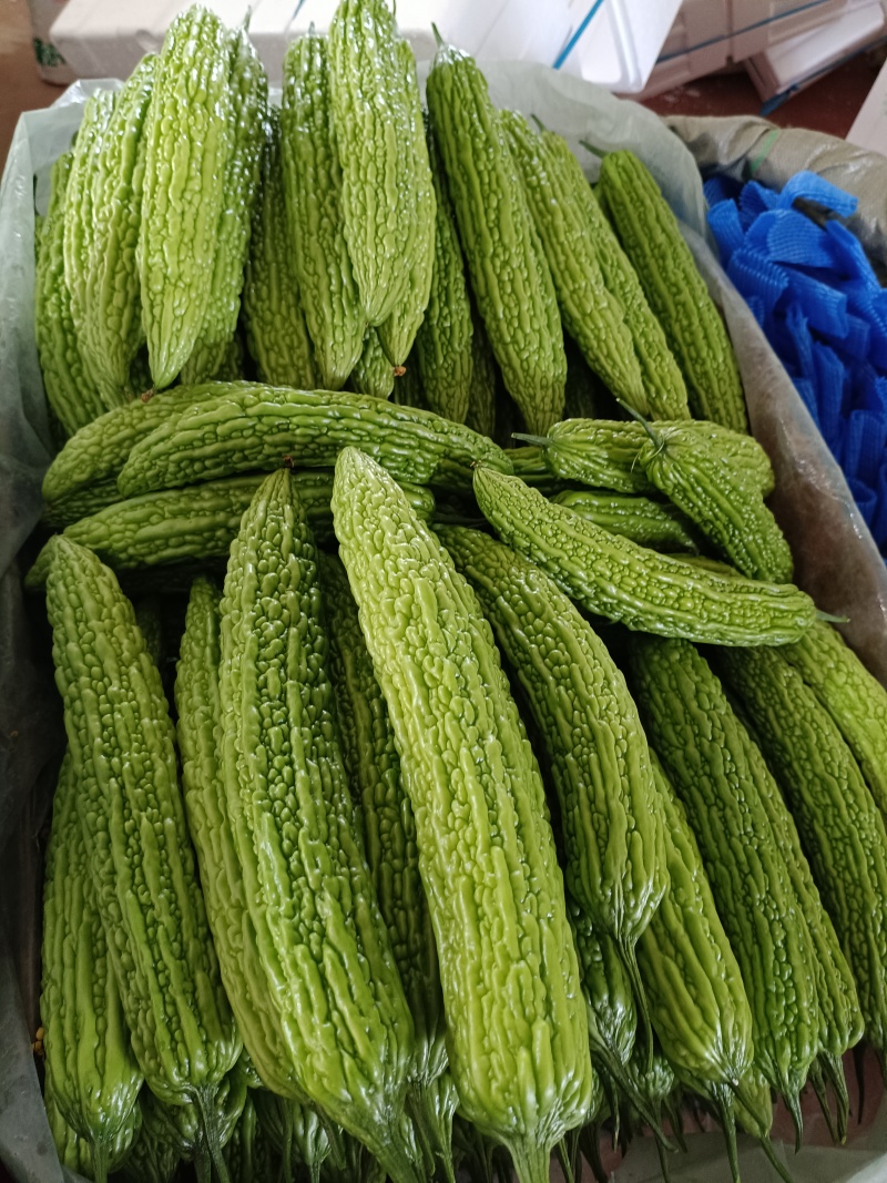 苦瓜寿光精品苦瓜对接各级市场商超电商各平台