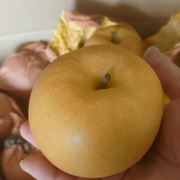 秋月梨