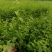 岗梅苗预定中