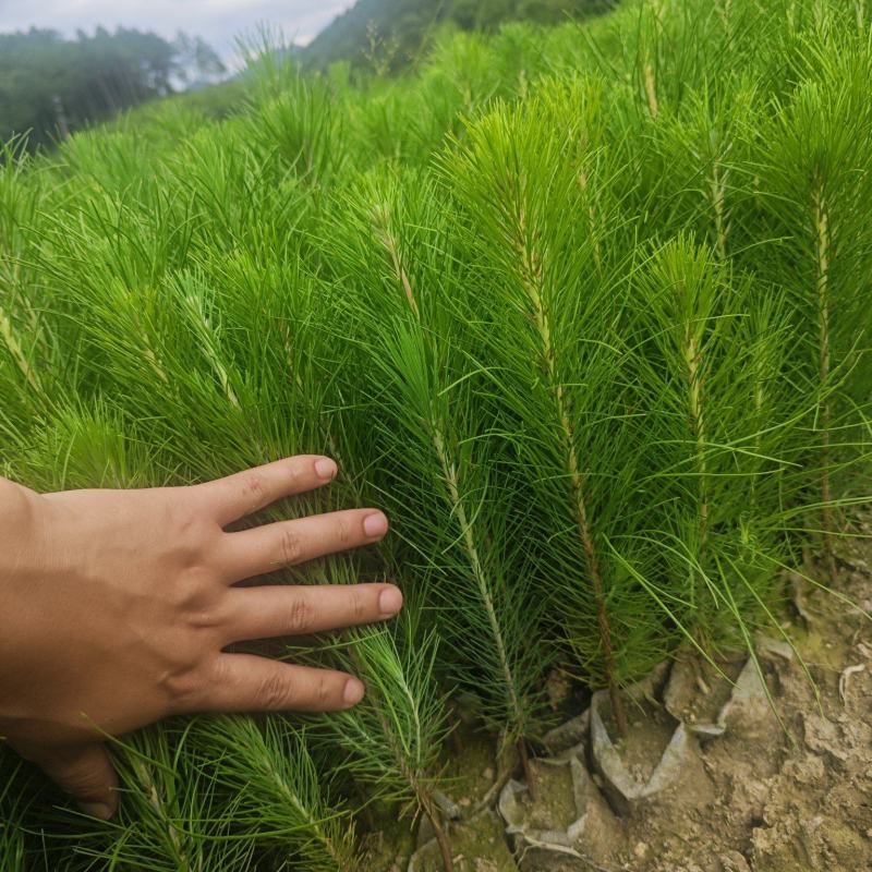 湿地松袋苗，湿地松基地直批，苗高粗壮