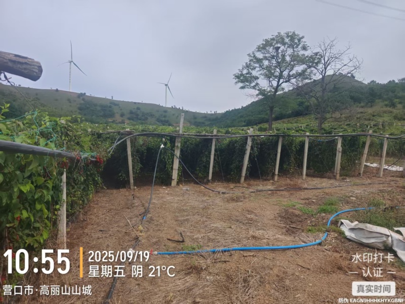 鲜五味子