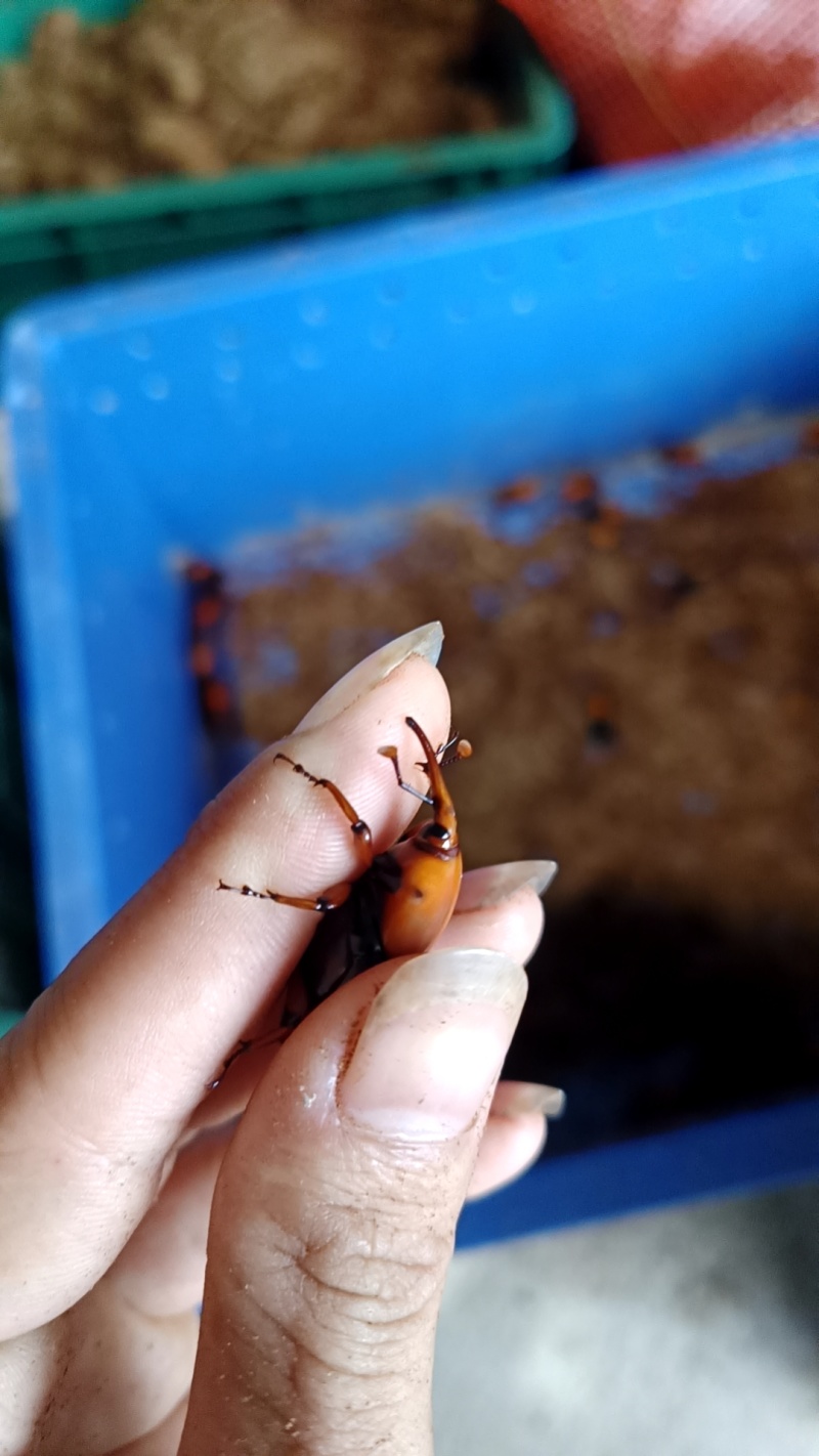 竹虫种苗