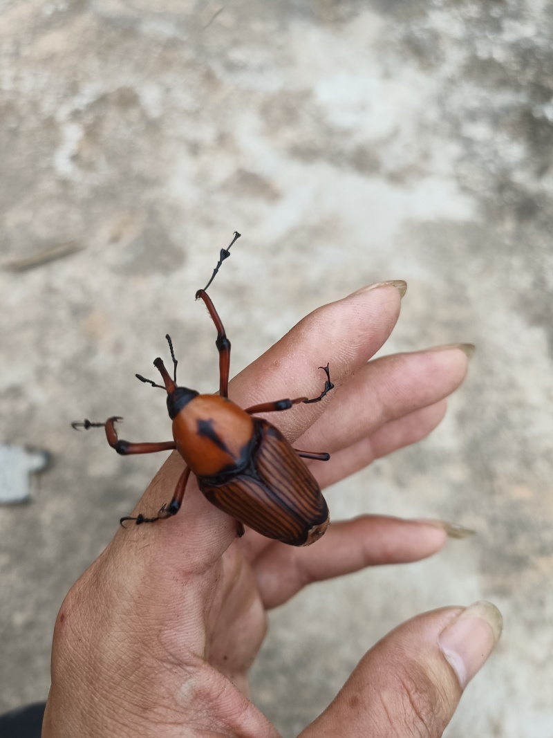 竹虫种苗