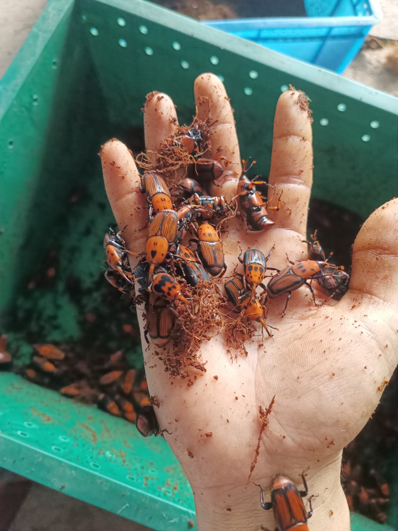 竹虫种苗