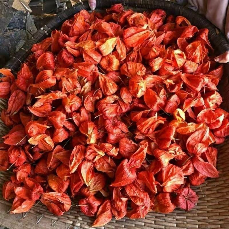 锦灯笼中药灯笼花野生中药材红灯笼果苦菇金灯姑娘干皮果