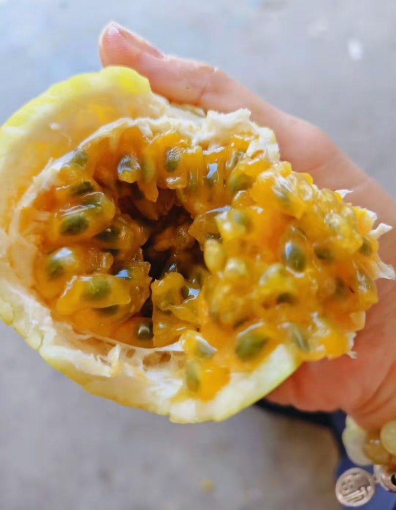 钦密9号百香果