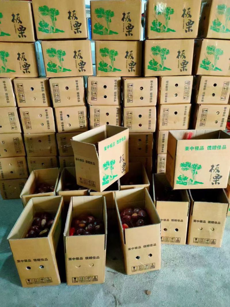 一件代发山东板栗，软糯香甜个大均匀，老树挂果肉质更细腻！