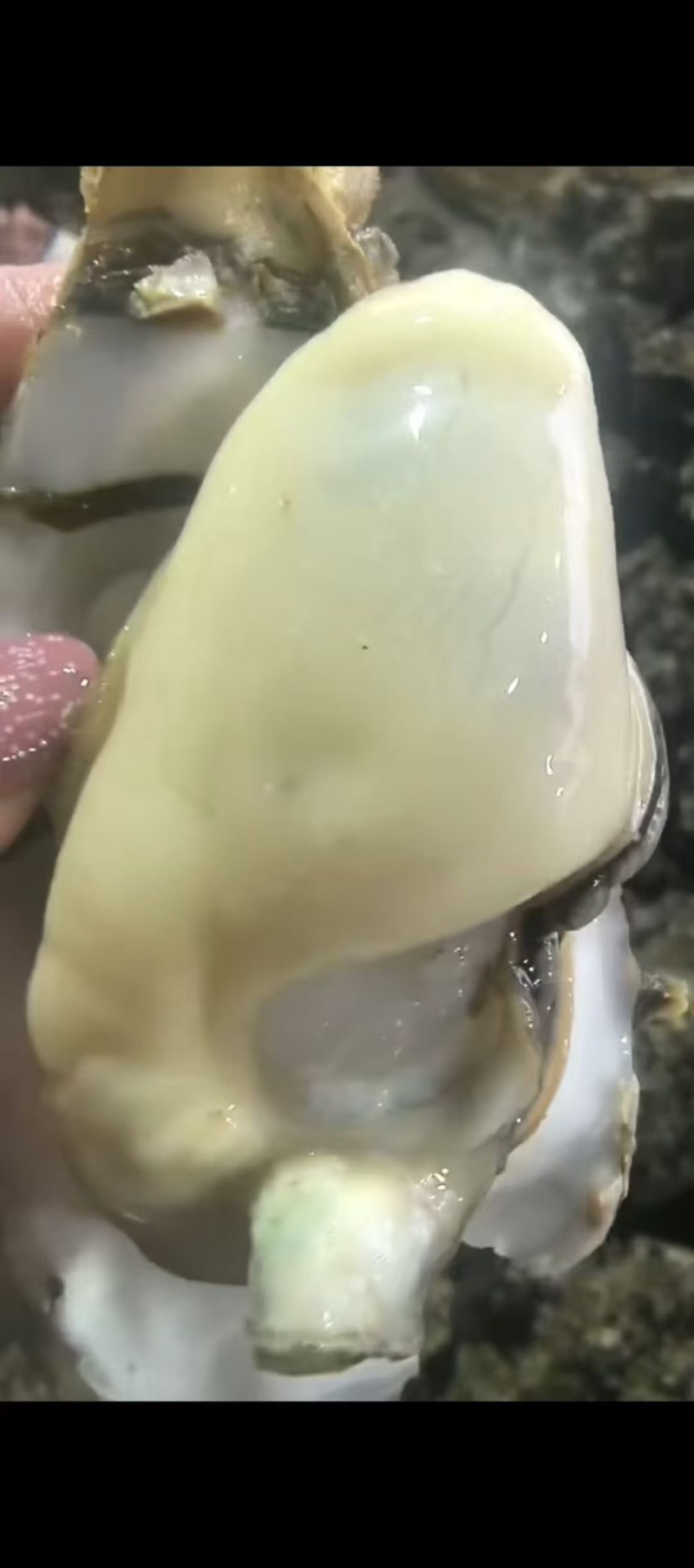 台山白蚝三倍体豆至5+批发冲洗干净再打称白蚝价格从优