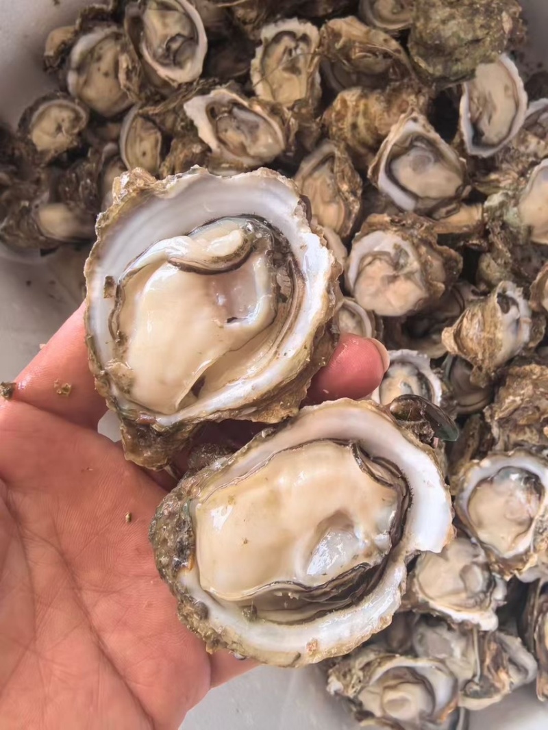 台山白蚝三倍体豆至5+批发冲洗干净再打称白蚝价格从优