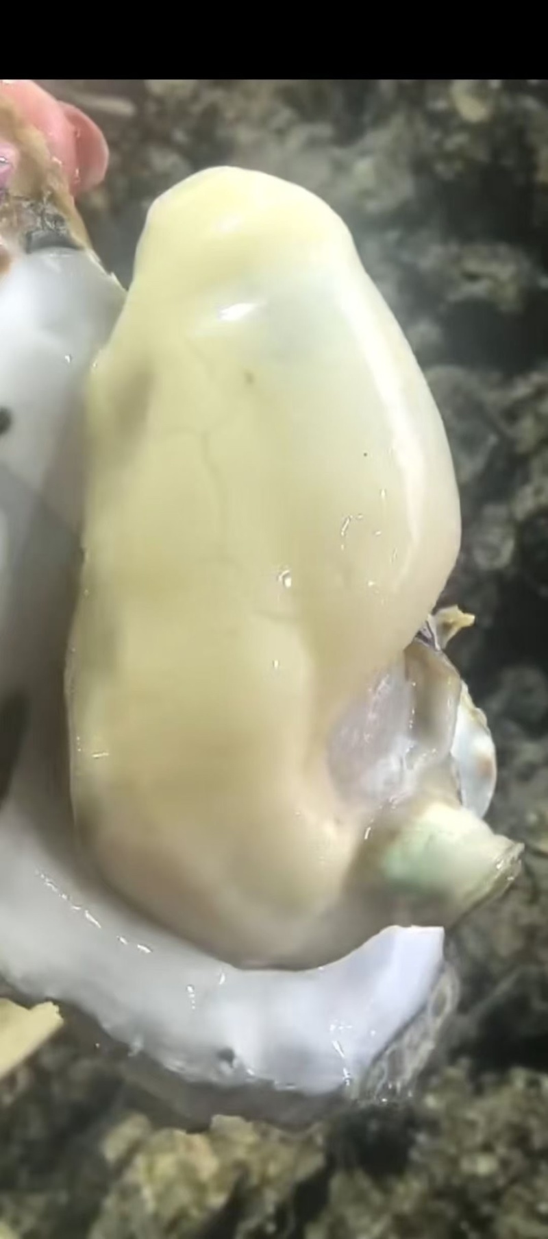 台山白蚝三倍体豆至5+批发冲洗干净再打称白蚝价格从优