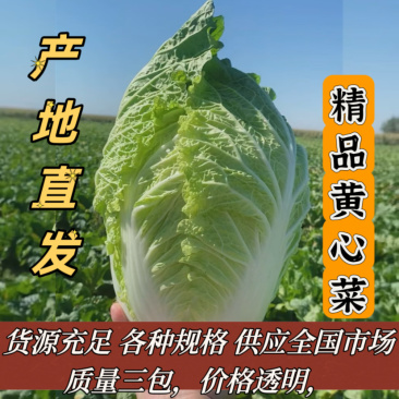 吉林精品大白菜2毛多钱上车，大量有货，需要的来吧，净菜