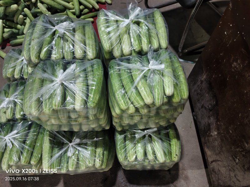 新苗燕白黄瓜