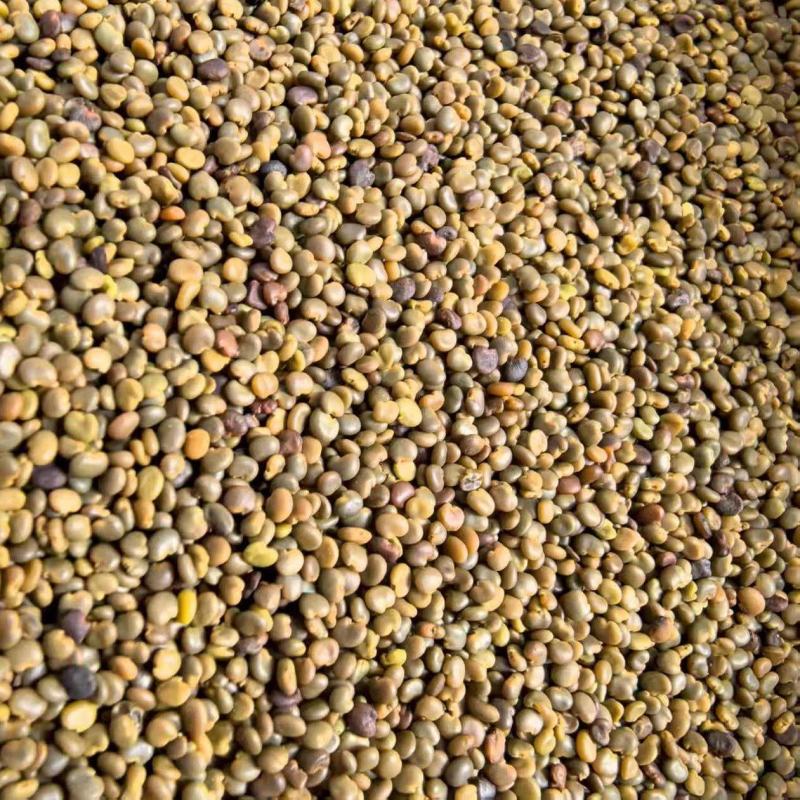 正宗沙苑子茶沙苑子中药材无硫正品沙苑子菟丝子沙菀子泡水泡