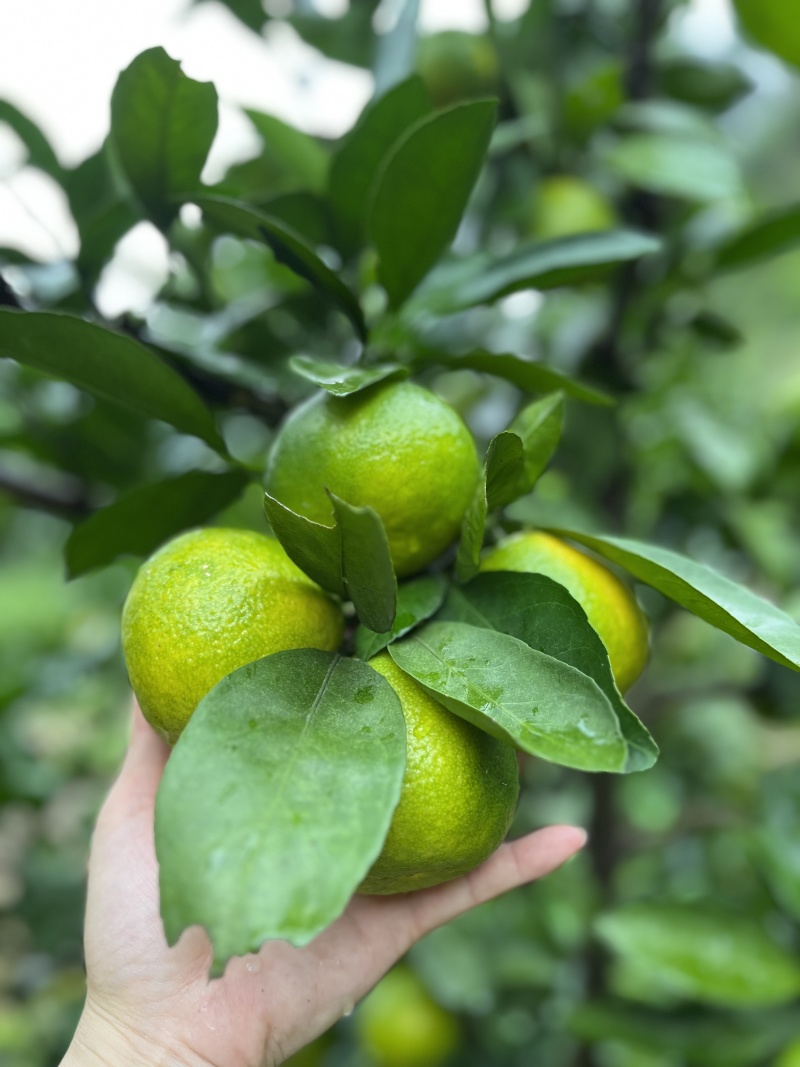 湖北宜昌蜜橘大量上市产地现采现发新鲜到家需要的联系我