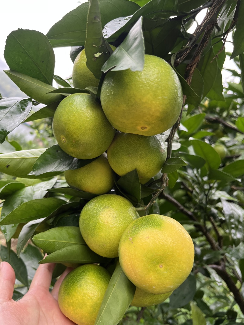 湖北宜昌蜜橘大量上市产地现采现发新鲜到家需要的联系我