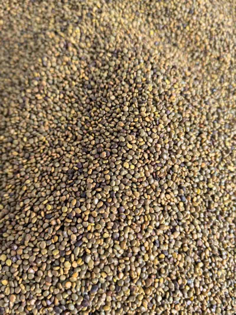 正宗沙苑子茶沙苑子中药材无硫正品沙苑子菟丝子沙菀子泡水泡