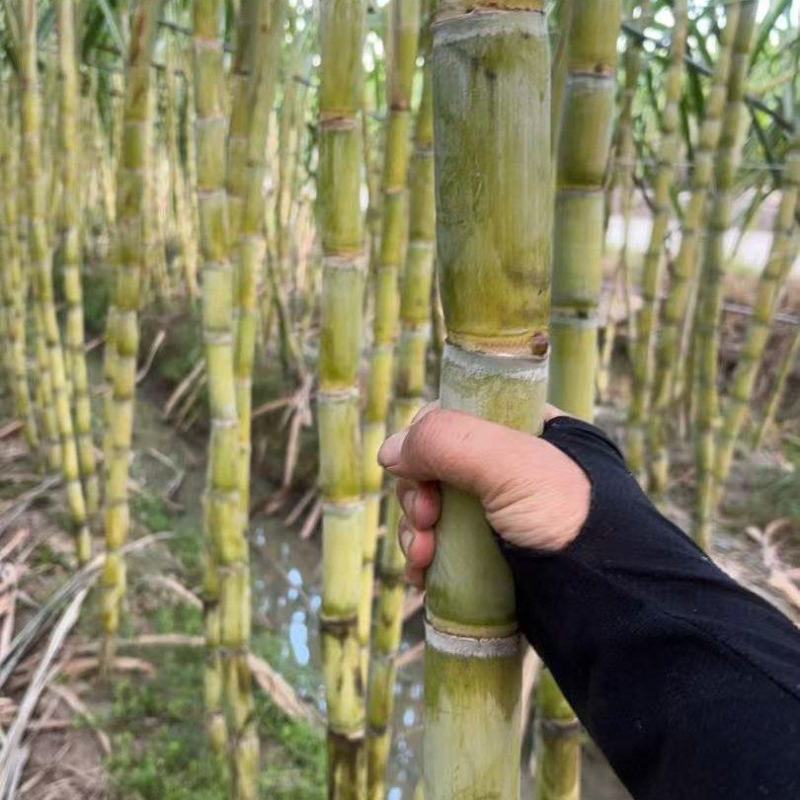 黄皮甘蔗浙江甘蔗大量现货，规格齐全，品质保证视频看货