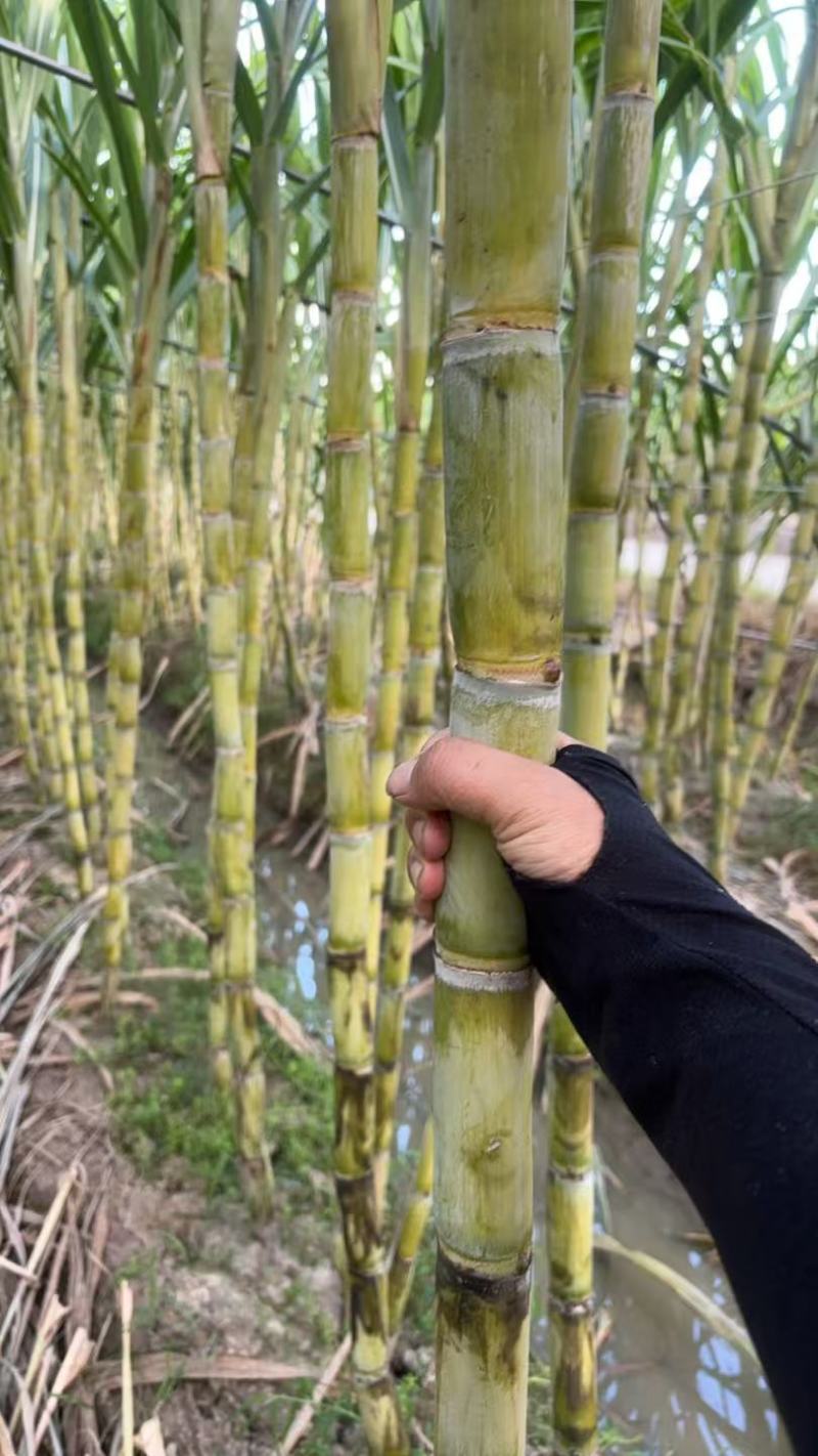 黄皮甘蔗浙江甘蔗大量现货，规格齐全，品质保证视频看货