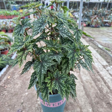 初云秋海棠竹节海棠老桩母本