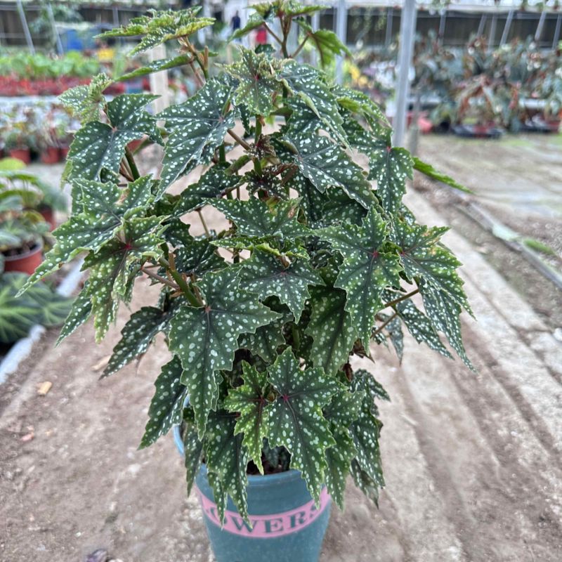 初云秋海棠竹节海棠老桩母本
