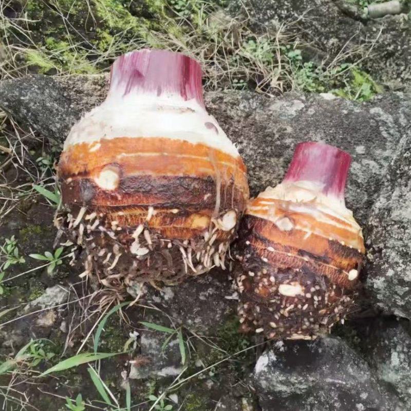 云南大香芋、人头芋大量上市货源充足基地直发