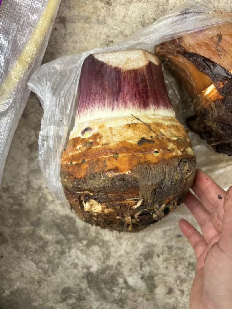 云南大香芋、人头芋大量上市货源充足基地直发