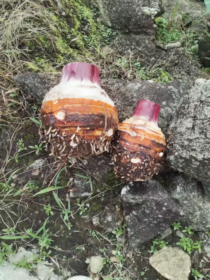 云南大香芋、人头芋大量上市货源充足基地直发