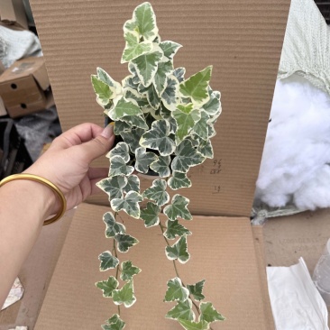 雪莹常春藤爬藤垂吊绿植盆栽
