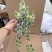 雪莹常春藤爬藤垂吊绿植盆栽