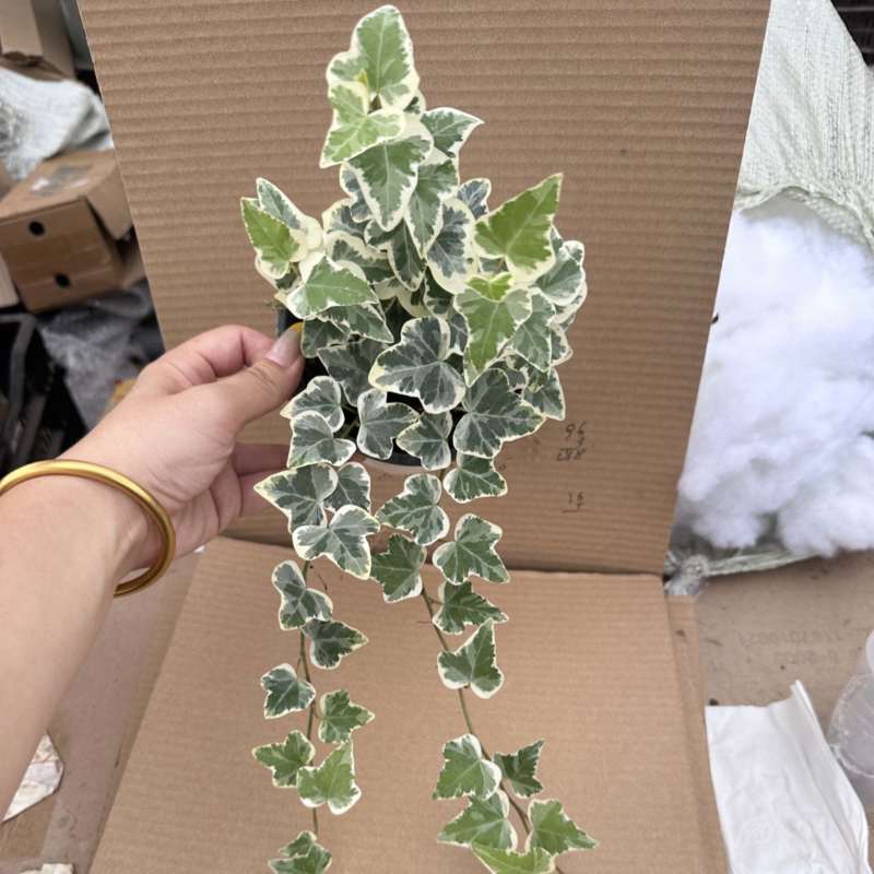 雪莹常春藤爬藤垂吊绿植盆栽