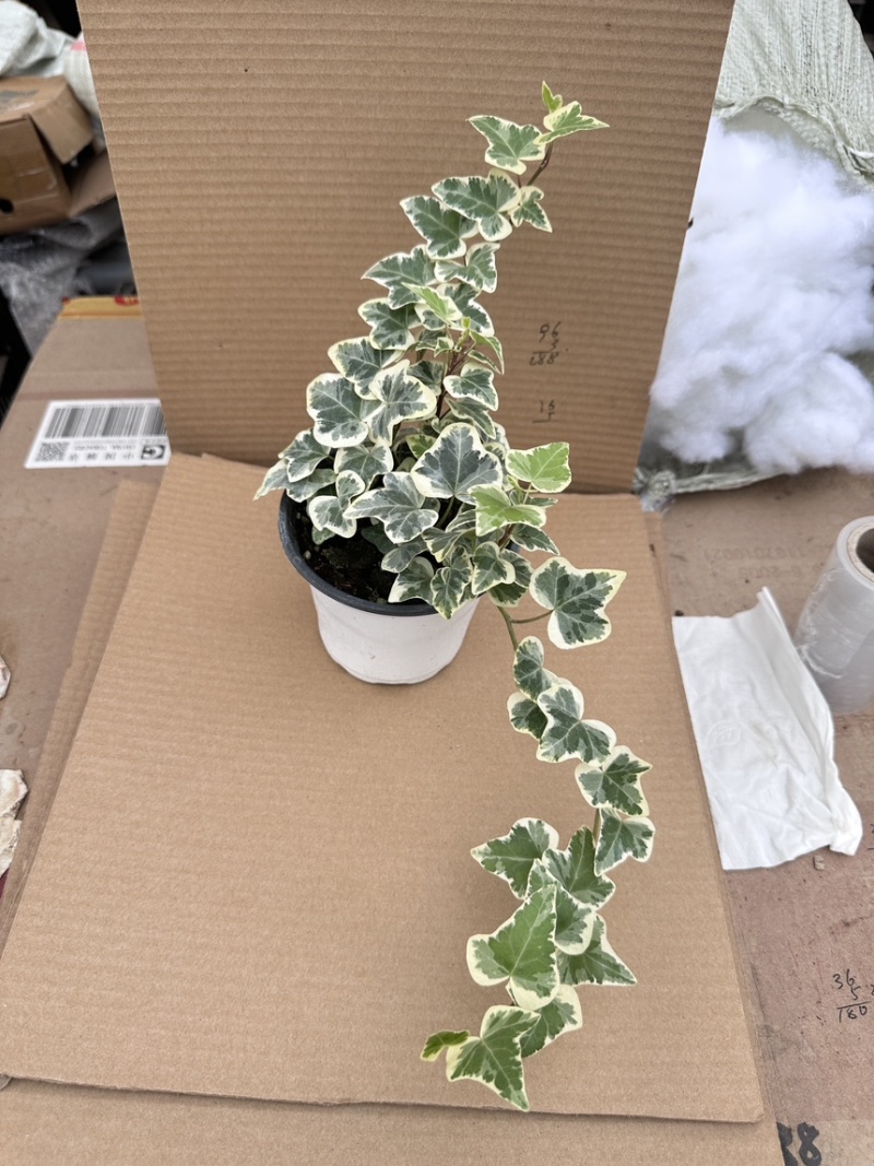 雪莹常春藤爬藤垂吊绿植盆栽