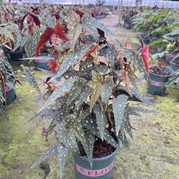 沙丁鱼秋海棠竹节秋海棠老桩母本