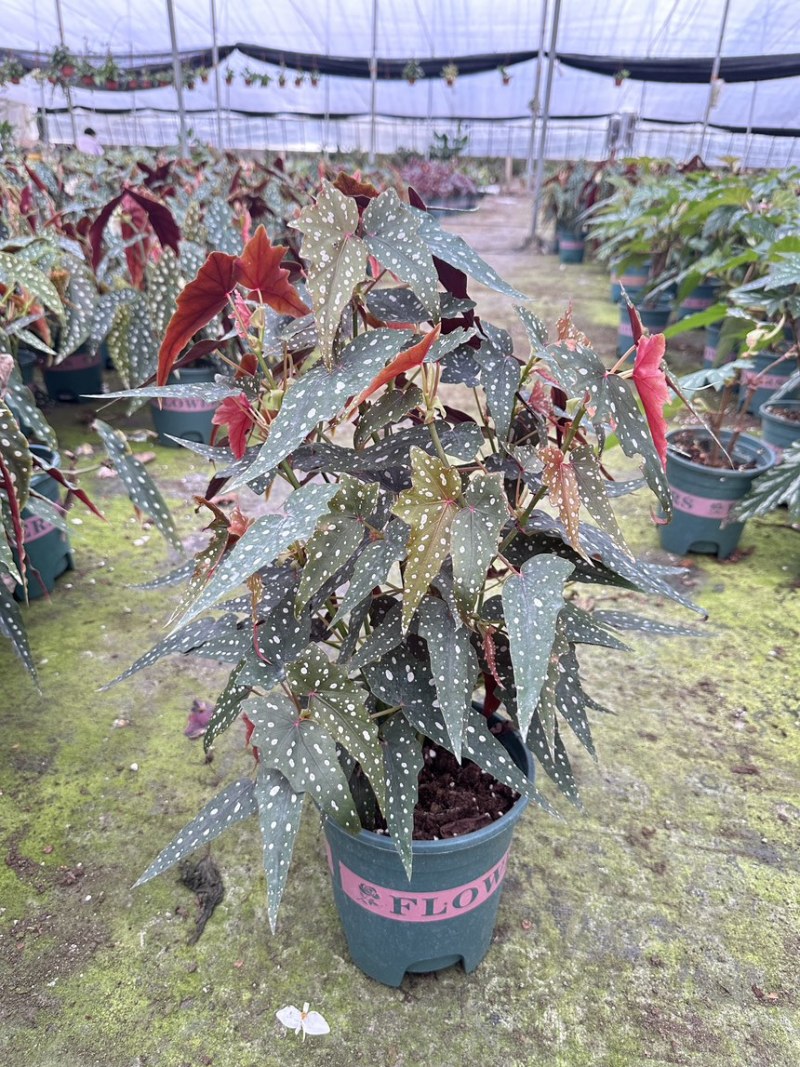 沙丁鱼秋海棠竹节秋海棠老桩母本