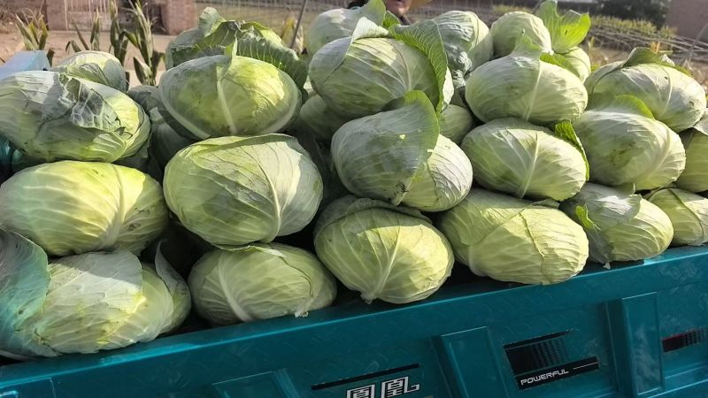 甘肃精品甘蓝扁包菜奥奇娜产地直供量大从优价格实惠