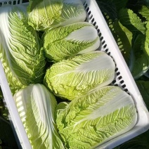 【推荐】银川黄心白菜供应市场商超电商一手货源