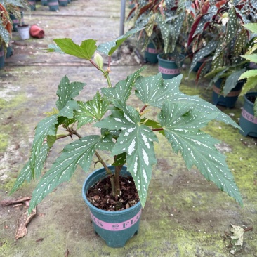 乌头杂秋海棠竹节秋海棠老桩母本