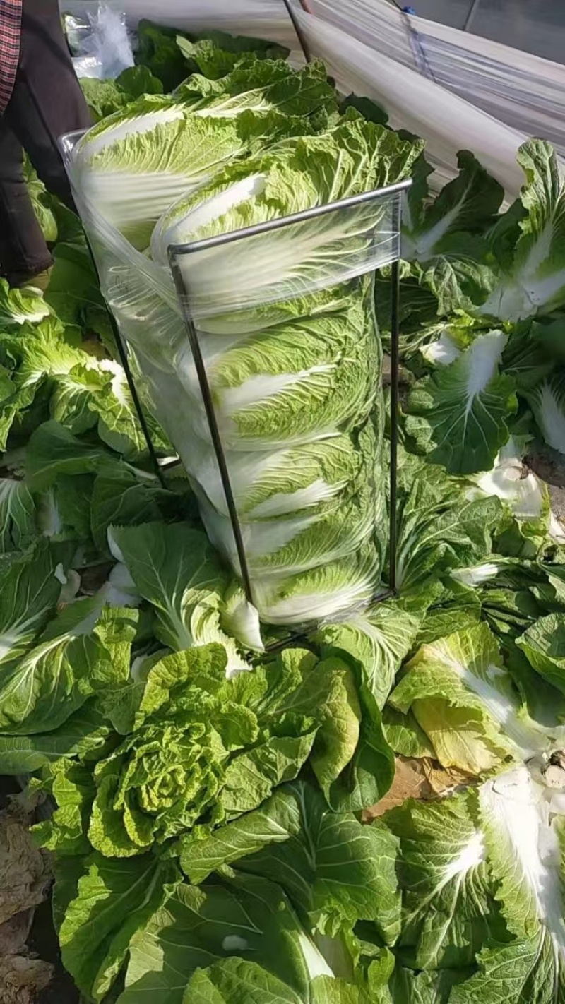 【推荐】银川黄心白菜供应市场商超电商一手货源