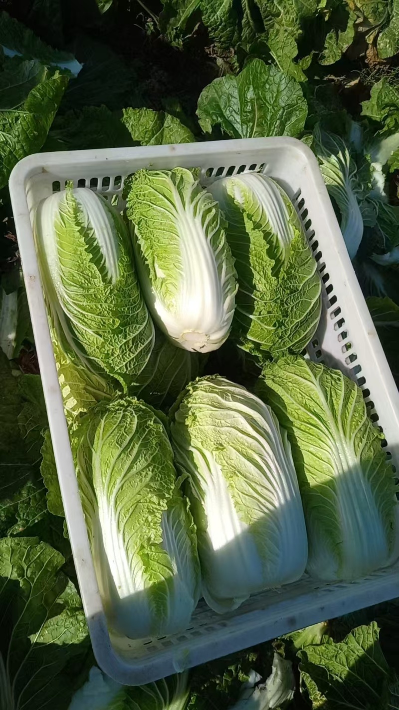 【推荐】银川黄心白菜供应市场商超电商一手货源