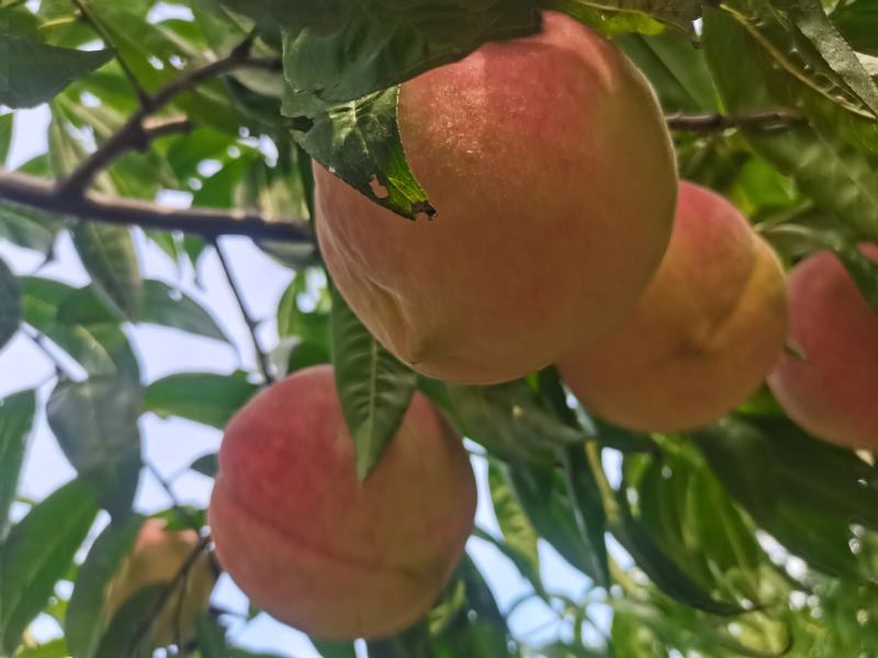 精品毛桃优质货源产地直发对接全国来电