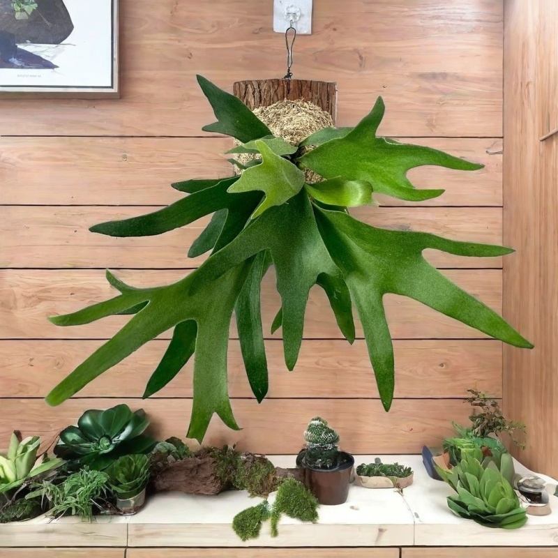 二岐鹿角蕨壁挂绿植装饰绿植