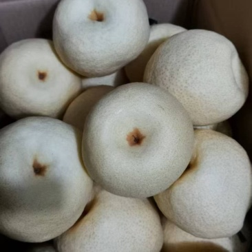 砀山甜梨口感脆甜爽口，个头大，果面干净，沙土地，十几万斤