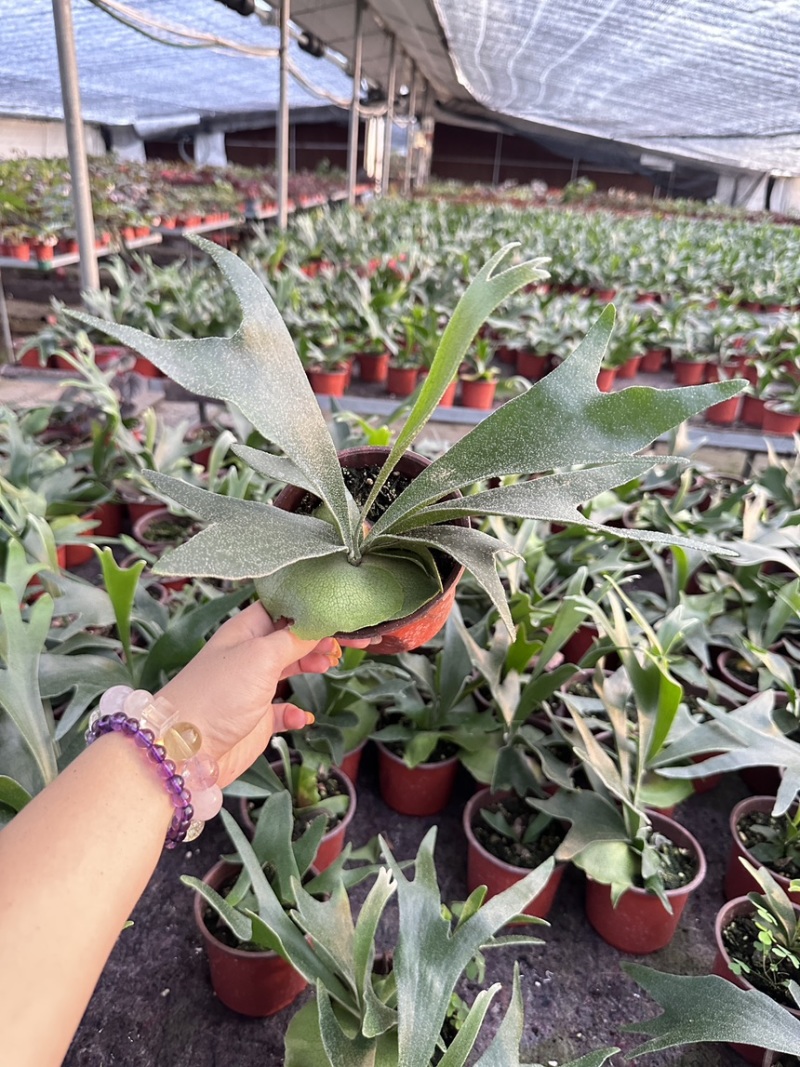 二岐鹿角蕨壁挂绿植装饰绿植