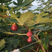 无花果苗基地波姬红，青皮，芭劳奈，斯特拉布兰瑞克金傲芬