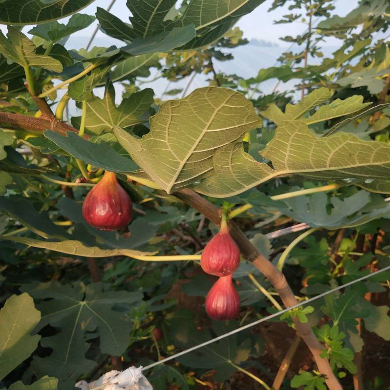 无花果苗基地波姬红，青皮，芭劳奈，斯特拉布兰瑞克金傲芬