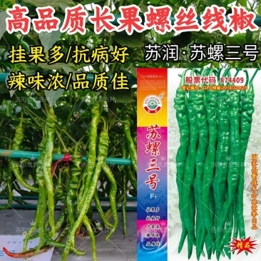 苏螺三号螺丝线椒种子苏润加长薄皮软皮螺丝椒绿皮线椒辣椒种