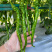 苏螺三号螺丝线椒种子苏润加长薄皮软皮螺丝椒绿皮线椒辣椒种