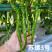 苏螺三号螺丝线椒种子苏润加长薄皮软皮螺丝椒绿皮线椒辣椒种